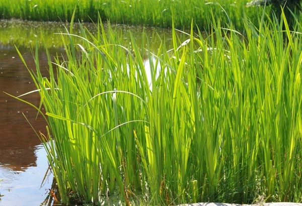 Аир: удивительное растение с древними корнями и множеством полезных свойств