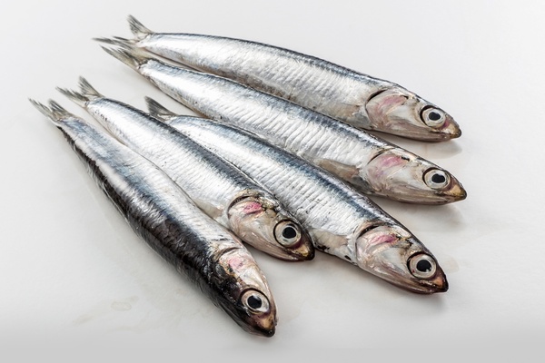 Анчоус: вкус, польза, применение и интересные факты о популярной рыбе