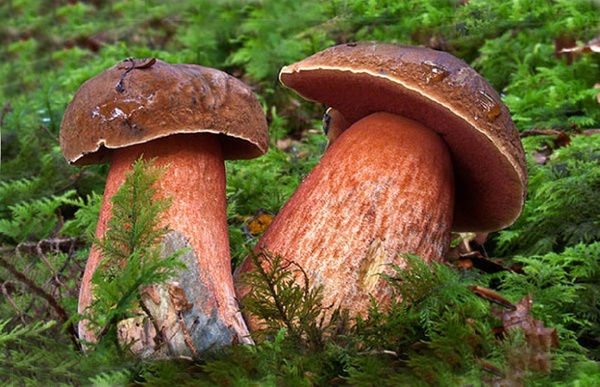 Боровик: описание, полезные свойства, способы приготовления и заготовки