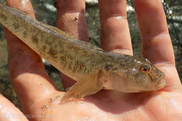 Бычок: особенности, среда обитания и значение в экосистеме