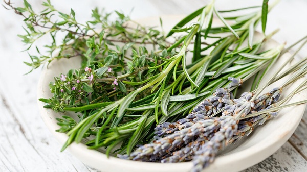 Чабрец: полезные свойства, применение и выращивание ароматной травы