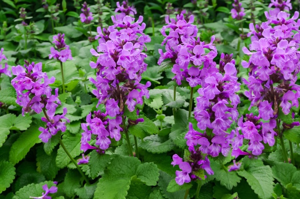 Чистец: полное руководство по применению, пользе и особенностям растения