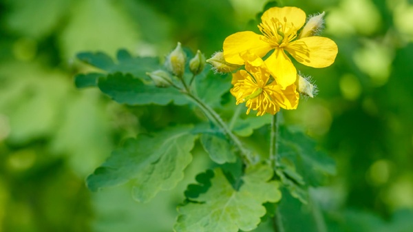 Чистотел: полезные свойства, применение и секреты эффективного использования