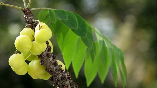 Эмблик: полезные свойства, применение и интересные факты о тропическом фрукте