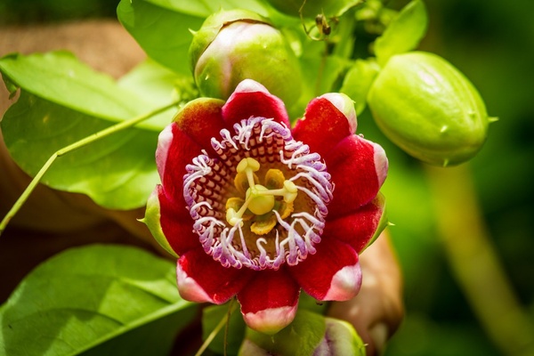 Гарциния: полезные свойства, применение и научные факты о чудо-ягоде для похудения