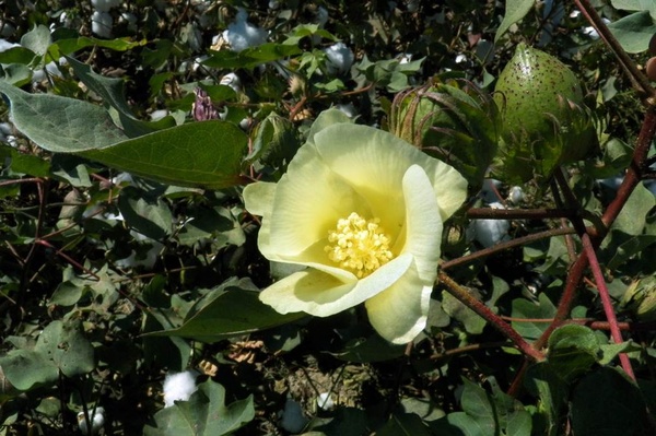 Хлопчатник: всё, что нужно знать о культуре, выращивании и применении