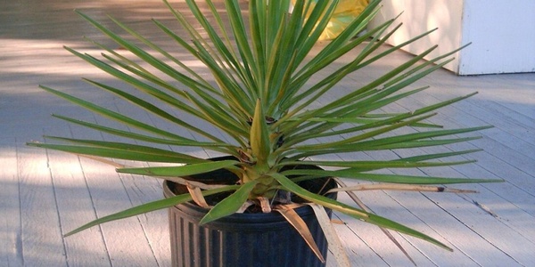 Юка: всё, что нужно знать о растении, которое меняет представление о комнатных цветах