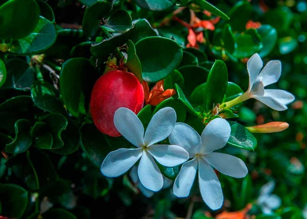 Карисса: необычное растение с богатыми возможностями