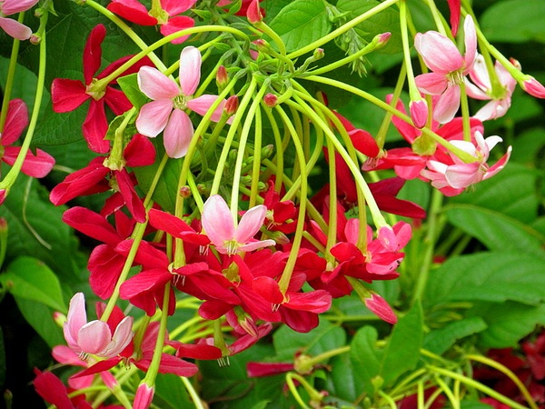 Комбретум: описание, уход, размножение и применение в ландшафтном дизайне