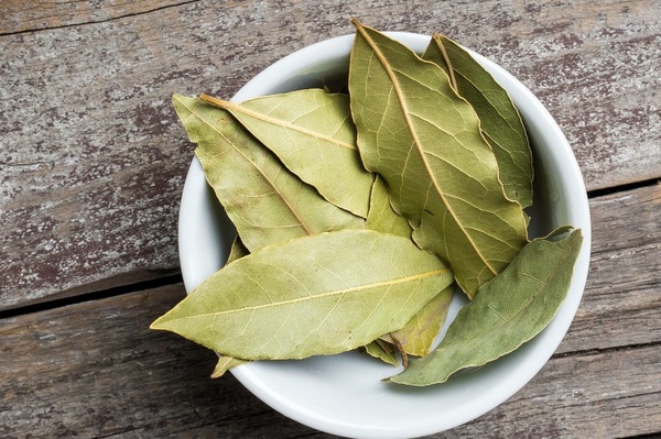 Лавровый лист: полезные свойства, применение в кулинарии и медицине, советы по хранению