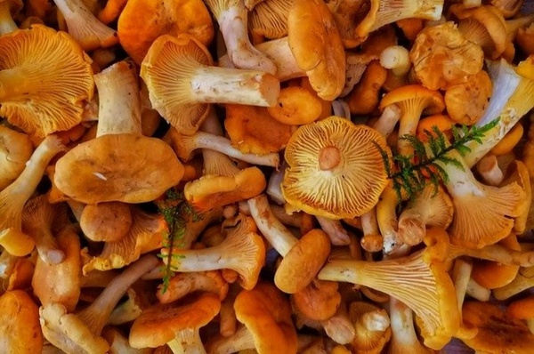 Лисички: описание, польза, применение и интересные факты о ярких грибах