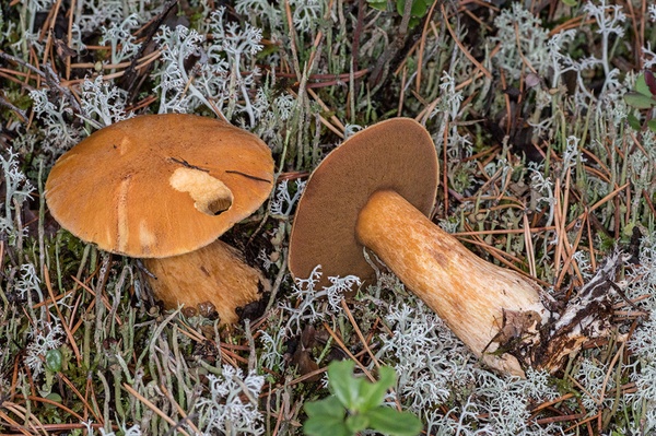 Маслёнки: описание, виды, полезные свойства и применение в кулинарии и медицине