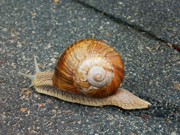 Морские улитки: разнообразие, образ жизни и значение в экосистеме океана