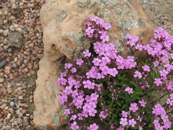 Мыльнянка: полезные свойства, применение и выращивание растения