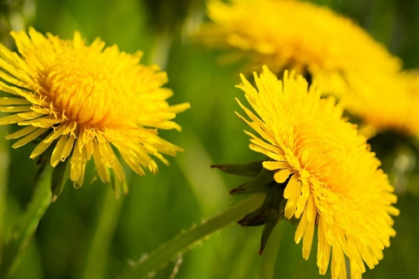 Одуванчик: польза, применение и интересные факты о растении