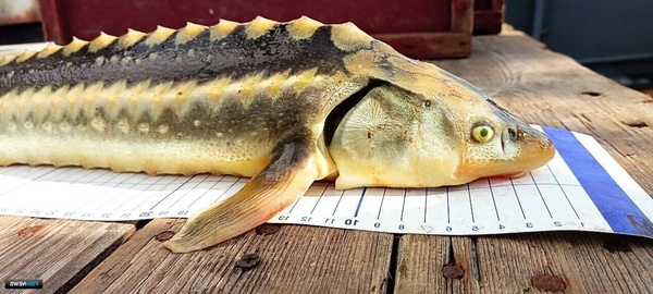 Осетр: король речных глубин и деликатес мирового уровня