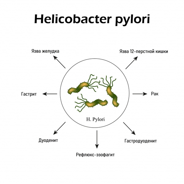 Педиококкус: что это за бактерия, где обитает и как влияет на человека