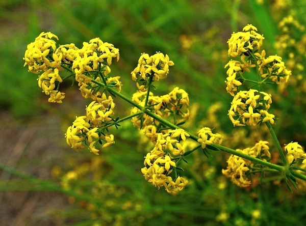 Подмаренник: полезные свойства, применение и выращивание этого уникального растения