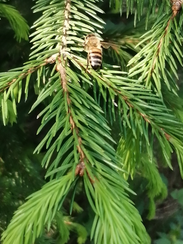 Полезные свойства ели: природный дар здоровья и благополучия
