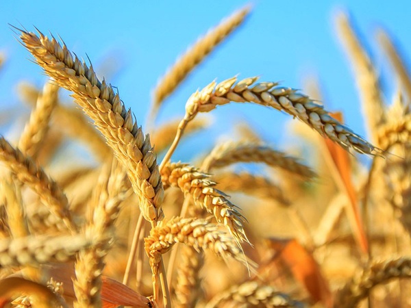 Пшеница: всё, что нужно знать о культуре, выращивании, сортах и использовании