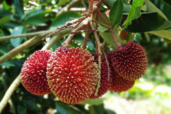 Пуласан: экзотический тропический фрукт, который стоит попробовать