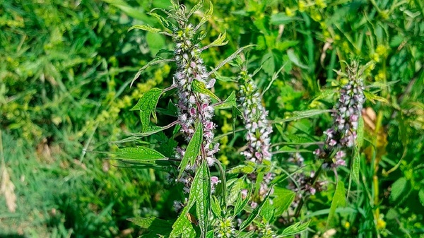 Пустырник: польза, применение и секреты эффективного использования