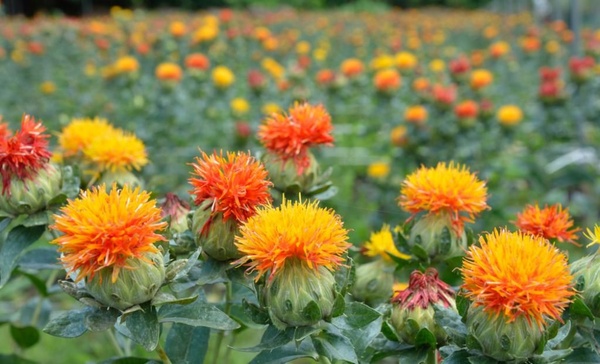 Сафлор: полезные свойства, применение и выращивание масличного растения