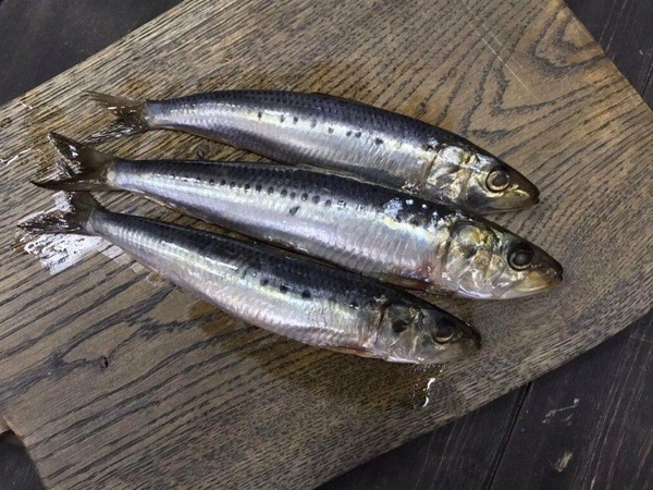 Сардина: польза, кулинарное применение и секреты выбора