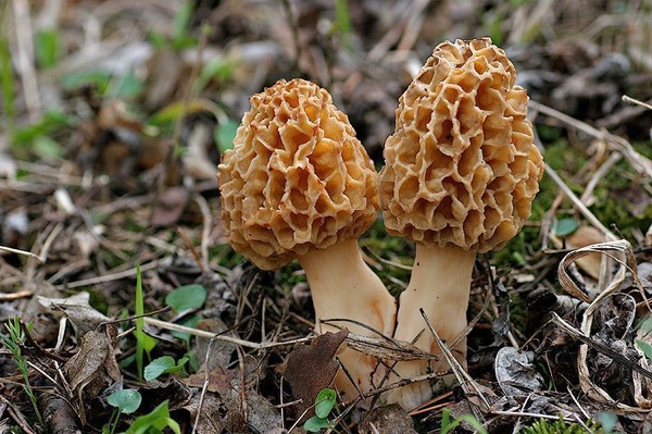 Сморчки: польза, применение и особенности гриба в кулинарии и народной медицине