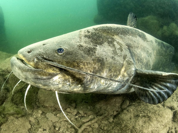 Сом: таинственный обитатель глубин. Всё, что вы хотели знать о сомах