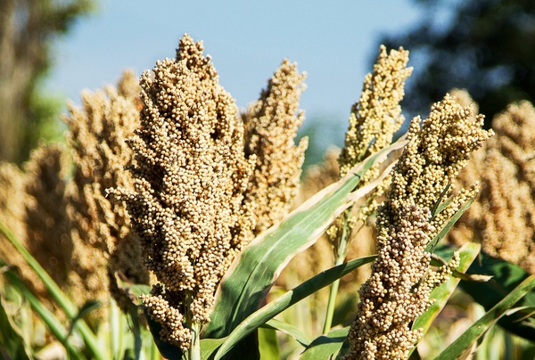 Сорго: универсальная зерновая культура для здоровья и сельского хозяйства
