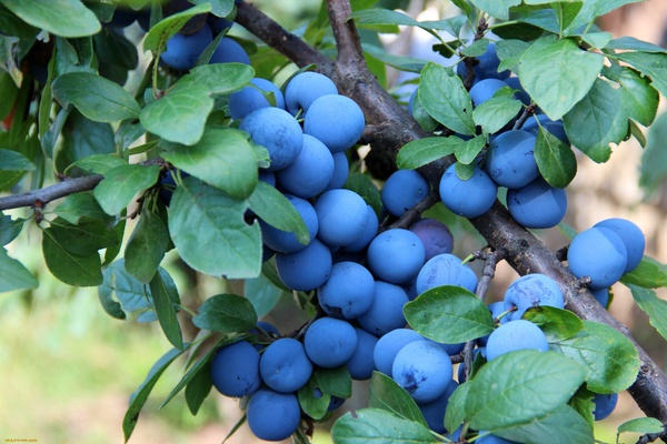 Терн: значение, применение и влияние в современном языке и бизнесе