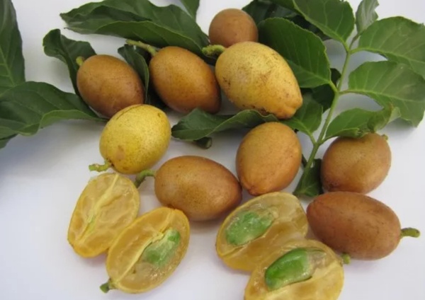 Вампи: Все, что вы хотели знать о вампирах