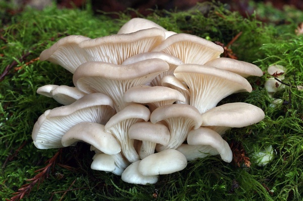 Вешенка: польза, выращивание и применение в кулинарии и медицине