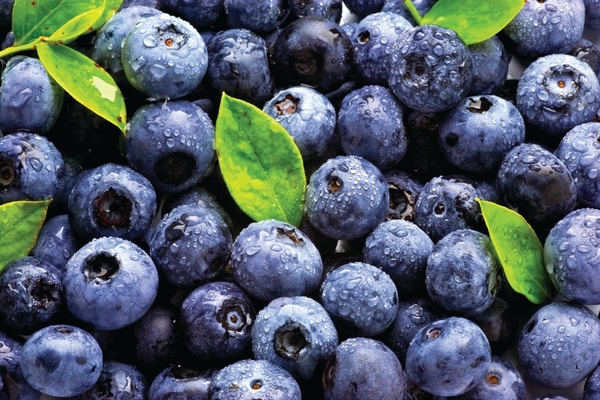 Все о голубике: польза, выращивание, сорта и применение в кулинарии и медицине