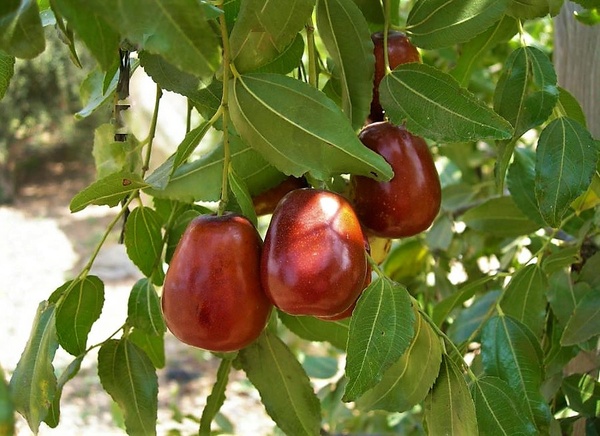 Зизифус: экзотическое растение с богатыми возможностями для здоровья и применения